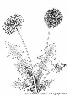 a drawing of two dandelions on a white background