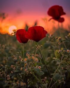 two red poppies are in the middle of a field with white flowers at sunset