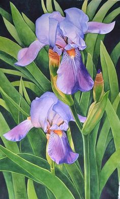 two purple irises on green stems with leaves