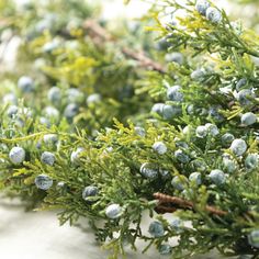 closeup of green and blue plants with water droplets on it's leaves, sitting on a white surface