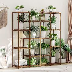 there are many potted plants on the shelves