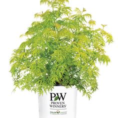 a green plant in a white pot with the word pw written on it's side