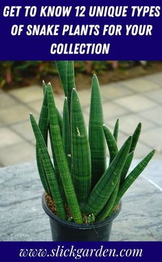 Looking for a tough, gorgeous plant? Check out 12 magnificent snake plant varieties that are perfect for any room. Types Of Snake Plants, Snake Plant Varieties, Kinds Of Snakes, Sansevieria Cylindrica, Gardening Pots, Types Of Snake, Sansevieria Trifasciata, Snake Plants, Plant Varieties