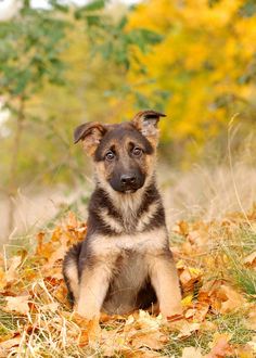 a small dog sitting in the grass surrounded by autumn leaves and yellow trees, looking at the camera