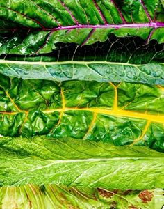 several different types of leafy green plants with yellow streaks on the tops and sides