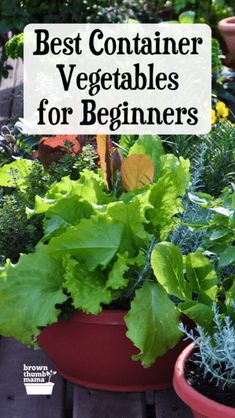 two potted plants with the words best container vegetables for beginners in front of them