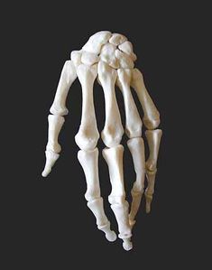 the left hand is made up of bones