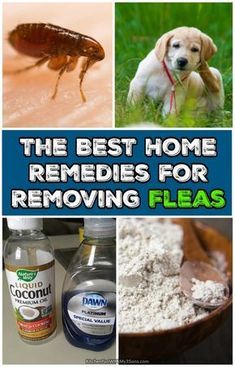 Kill Fleas On Dogs, Fleas Home Remedies, Flea Spray, Dog Remedies, Eating Organic