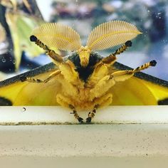 a yellow and black insect sitting on top of a window sill