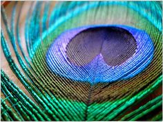 a close up photo of a peacock's feathers with blue and green feathers on it