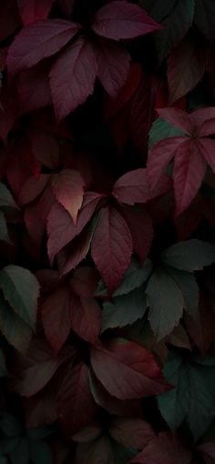 the leaves are red and green in this dark photo, with only one light shining on them