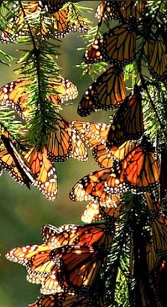 a bunch of butterflies that are hanging from a tree