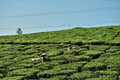 two people picking tea leaves in the middle of a large green field on a sunny day