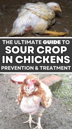 the ultimate guide to sour crop in chickens and how to prevent them from getting sick