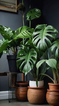 three potted plants sit in front of a gray wall and wooden planters on the floor