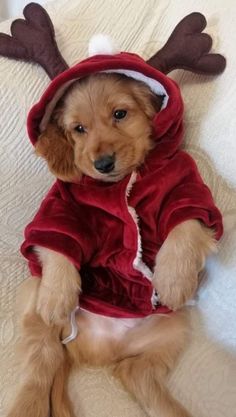 a small dog wearing a reindeer costume on top of a bed