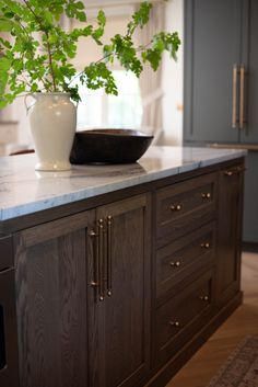 a potted plant sitting on top of a kitchen counter