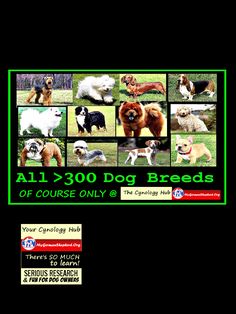 an advertisement with dogs and their names on it for the college dog breeding program, which is