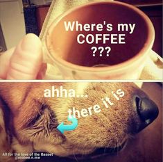 a dog with its head in a coffee cup and the caption where's my coffee?? aha there is