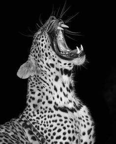 a cheetah yawns in the dark with its mouth open and it's teeth wide open