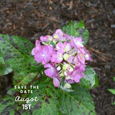 a purple flower with the words save the date august 1st in front of green leaves