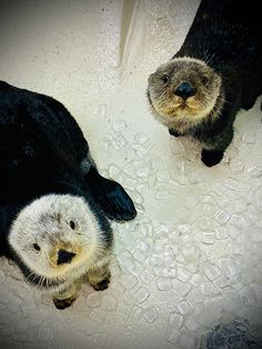 two otters are standing in the bathtub with water droplets on it's surface