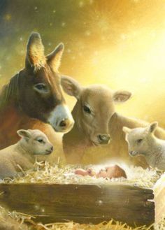 an image of sheep and lambs with the words celebre a vida sem sacrificios