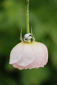 two wedding rings sitting on top of a pink flower with green leaves in the background