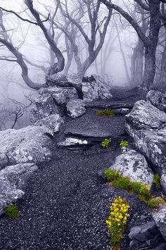 a foggy forest filled with lots of trees and rocks