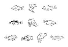 different types of fish in black and white