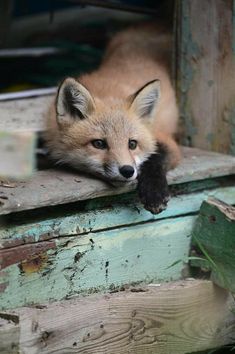 a small fox laying on top of a wooden bench