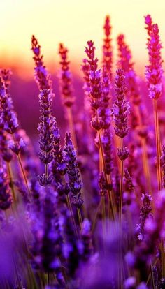 purple flowers are growing in the field