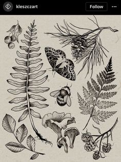 an illustration of various plants and leaves