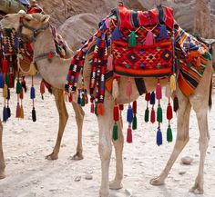 two camels with colorful blankets and tassels on their backs