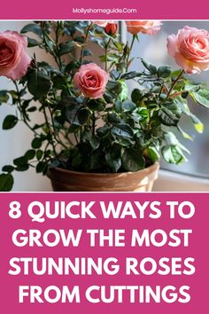 pink roses in a pot with the words 8 quick ways to grow the most stunning roses from cuttings