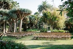 rows of wooden chairs set up in the middle of an outdoor garden with palm trees