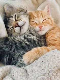 two kittens are sleeping together on a white blanket, one is orange and the other is gray