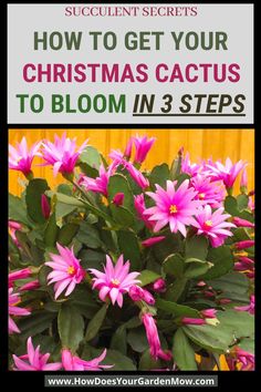 pink flowers with the title how to get your christmas cactus to bloom in 3 steps