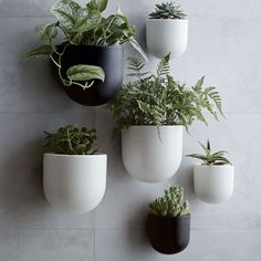 several white and black pots with plants in them