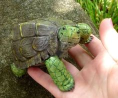 a hand holding a small turtle on top of a stone slab next to grass and rocks