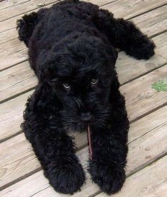 a small black dog laying on top of a wooden floor