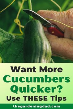 a person cutting cucumbers with the words want more cucumbers quicker? use these tips