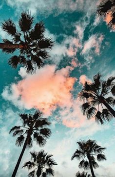 palm trees are silhouetted against the blue sky with pink and yellow clouds in the background