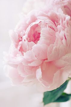 a large pink flower is in a vase