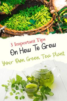 Grow Your Own Green Tea Plant Grow Green Tea, Tea Garden Plants, Inside A Greenhouse, Green Tea Plant, Plants Guide, Tea Plants, Food Growing, Witchy Garden, Tiny Gardens