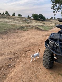 a small white cat standing next to a black four - wheeler on a dirt road