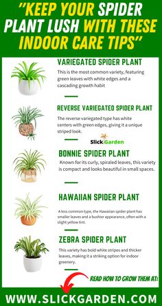 "Want a beautiful, healthy spider plant? Follow these essential indoor care tips to keep your spider plants looking their best!" Natural Medicines, Low Maintenance Indoor Plants, Natural Insecticide, Spider Plant, Insecticidal Soap, Plant Help, White Flies, Liquid Fertilizer, Spider Plants