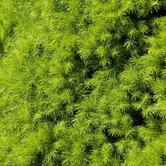 the top view of a green plant with lots of leaves