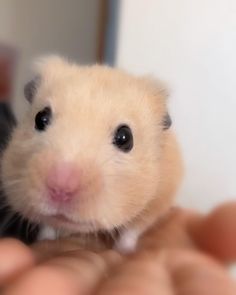 a hamster is sitting in someone's hand and looking at the camera with an intense look on its face