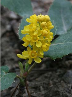 a small yellow flower with green leaves on the ground